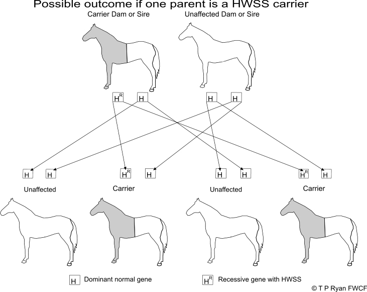 Diagram 2, One parent a carrier of HWSS